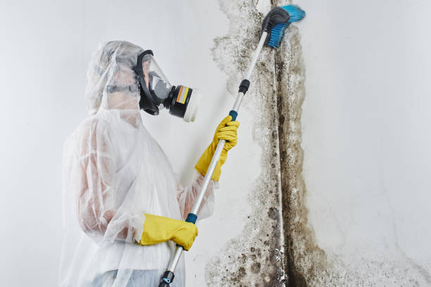 Best Mold Testing and Inspection Services in Sudan, TX