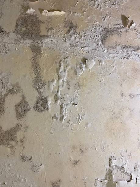  Sudan, TX Mold Removal Pros