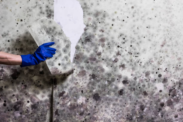 Best Crawl Space Mold Remediation in Sudan, TX