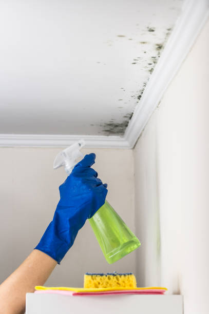 Professional Mold Remediation in Sudan, TX